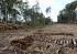 Вырубка деревьев в Химкинском лесу завершена — «Автодор»